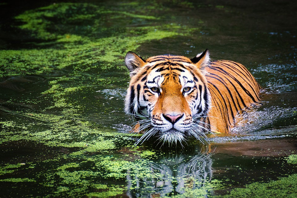 Die gefährlichsten Tiere der Welt: Welches Tier ist das Allerhärteste?