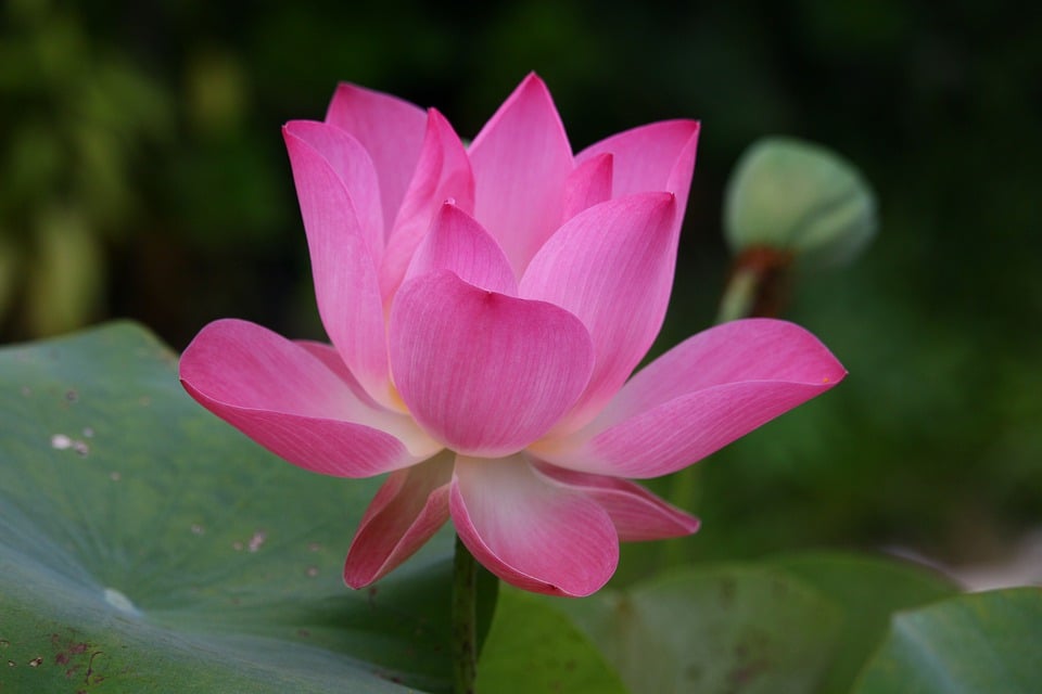 Versicherungspflicht für Aufsitzrasenmäher: Was bedeutet das für Gartenbesitzer?