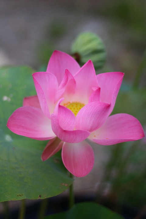 Rentenerhöhung 2024 - Was bedeutet das für die finanzielle Situation der Rentner? Eine Analyse von Marcel Reich