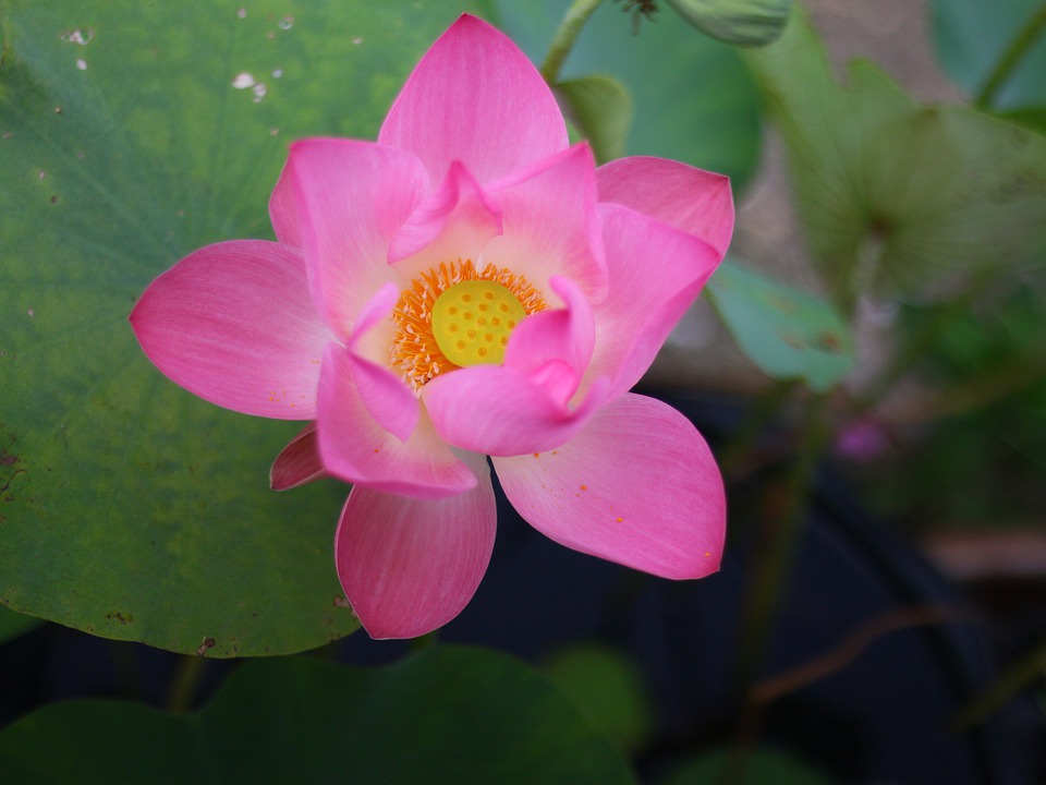 Optionsmarkt erweist sich als Grund für Aktien-Rallye – Was bedeutet das für den Markt?