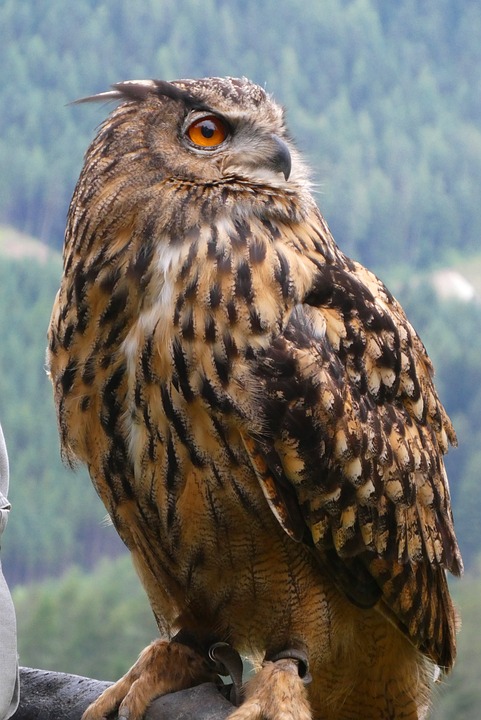 DAX erreicht Gewinnzone - Experten zweifeln an Bärenmarktrally