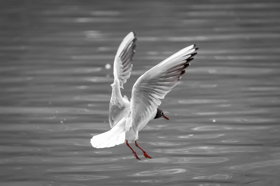 Immobilien-Aktien auf Höhenflug: Vonovia, Aroundtown und Co legen kräftig zu