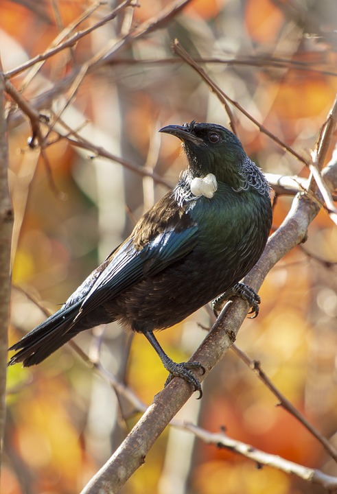 TUI Aktien: Analysten zeigen gemischte Perspektiven - Finanzexperten bewerten die Lage