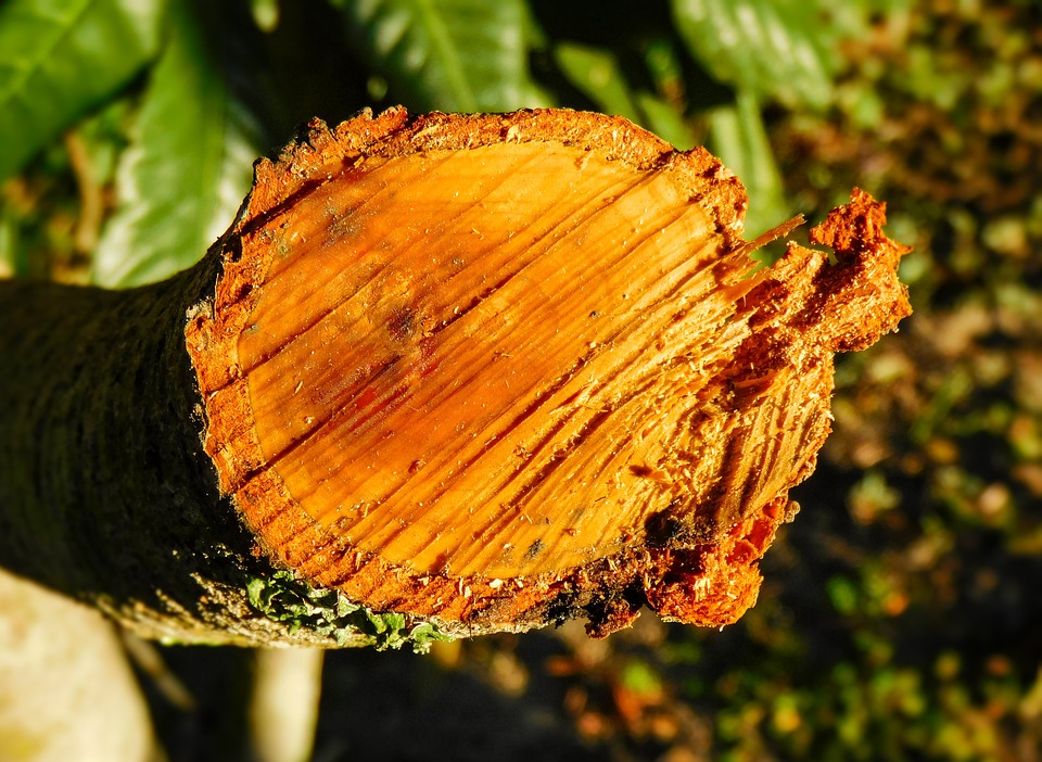 Schadensersatz bei Sturmschäden: Tipps vom Finanzexperten