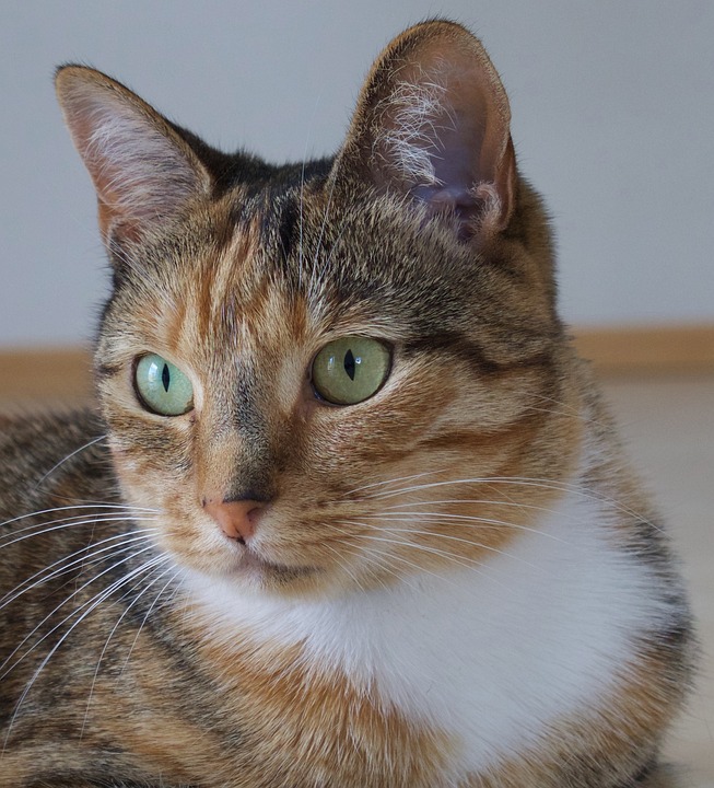 Intuitive Surgical - Analyse: Ist es Zeit, zu gehen? Ein Finanzexperte gibt Einblicke