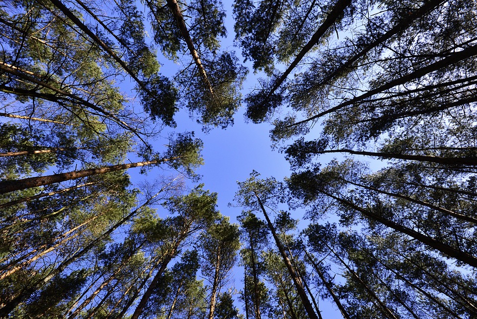 Canopy Growth: Reverse-Split und Hoffnungsschimmer für Aktionäre - Finanzexperte warnt vor Spekulation.