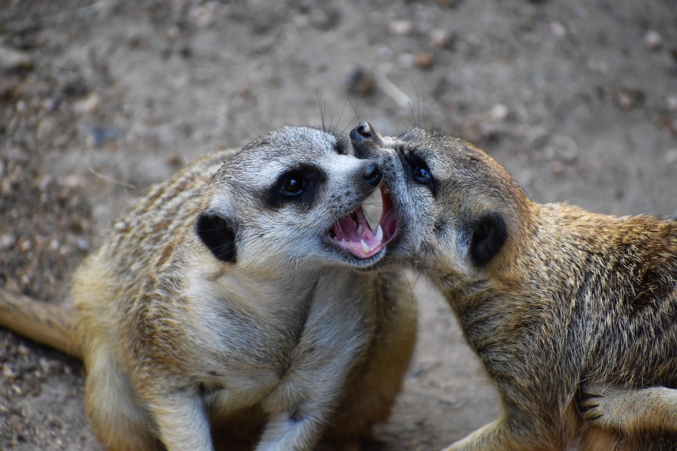 Sammelklage gegen Vodafone: Verbraucherzentrale Bundesverband kämpft gegen Preiserhöhung