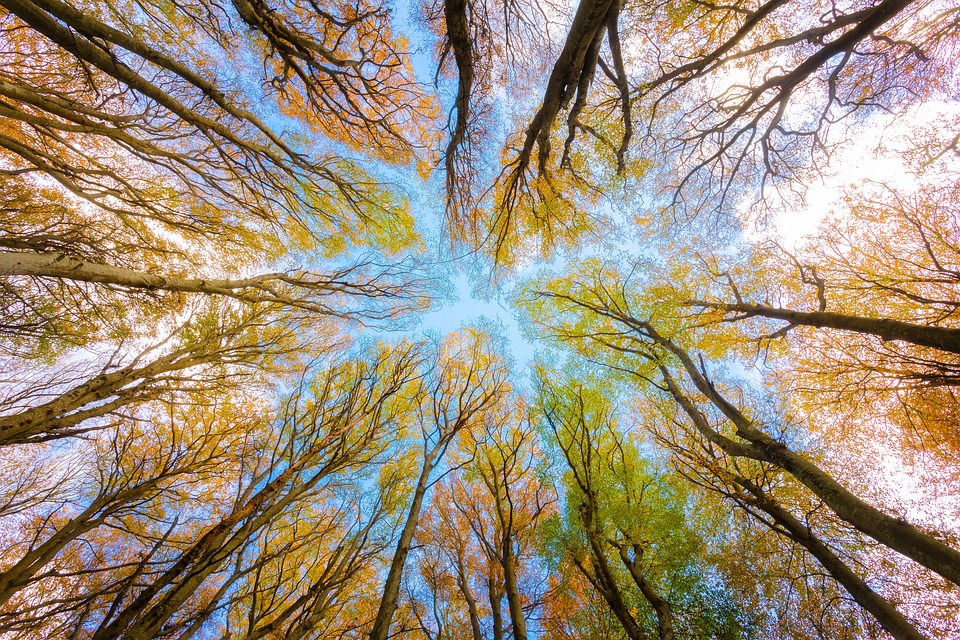 Canopy Growth Aktie: Verluste im NASDAQ-Handel - Finanzexperten warnen vor weiterem Sinkflug