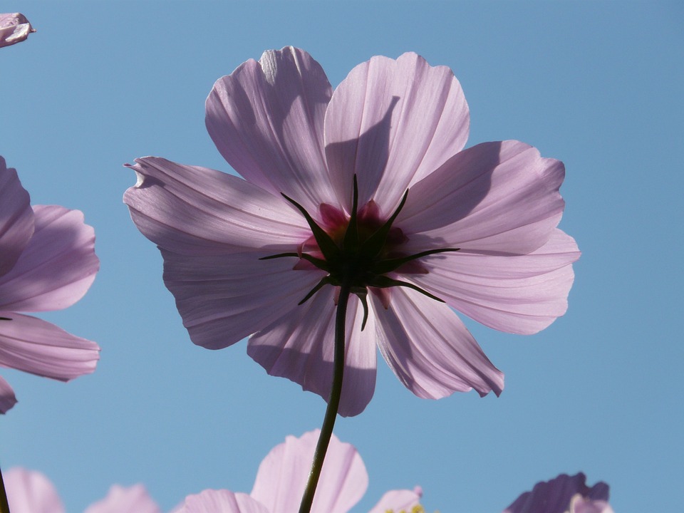 Finanzexperte vergleicht: US-Aktienmärkte unter Biden im Vergleich zu anderen Präsidenten. Biden bleibt hinter Trump, aber vor Obama.