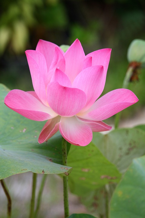 Teleflex-Aktie stagniert: Was bedeutet das für Investoren? Analyse von Finanzexperten