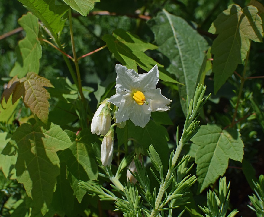 Solana Ausfall 2024: Ethereum Kursrallye auf 3.000 Dollar? Crypto-Experte analysiert Auswirkungen auf ETH und stellt neuen Altcoin vor.