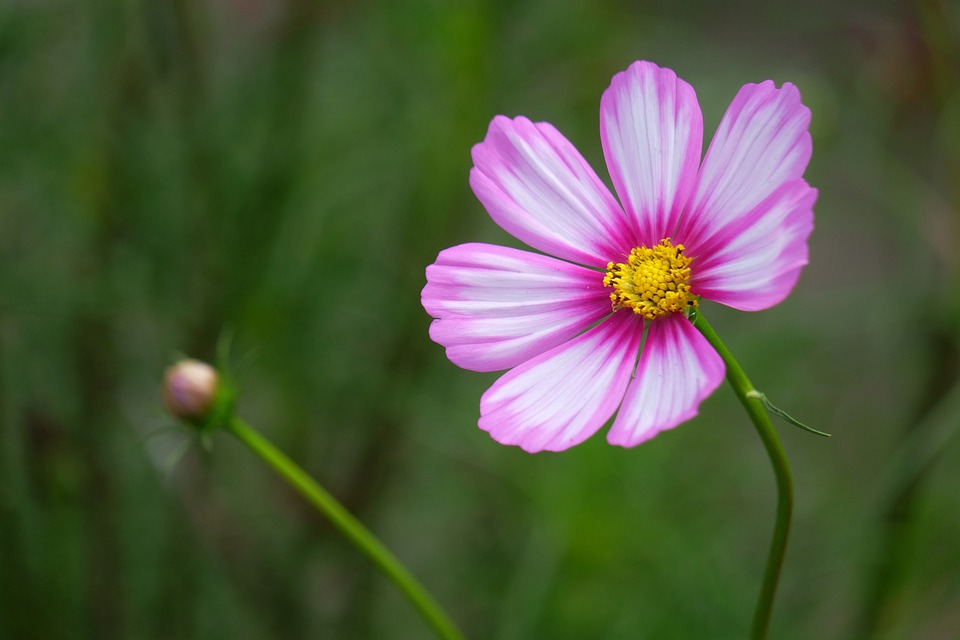 Gefälschte Rezensionen in Online-Shops: Verbraucherschutz warnt vor künstlicher Intelligenz