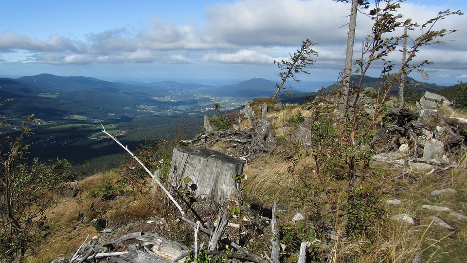 Bayer Aktie: Kaufen oder Verkaufen? Analyse von Finanzexperten