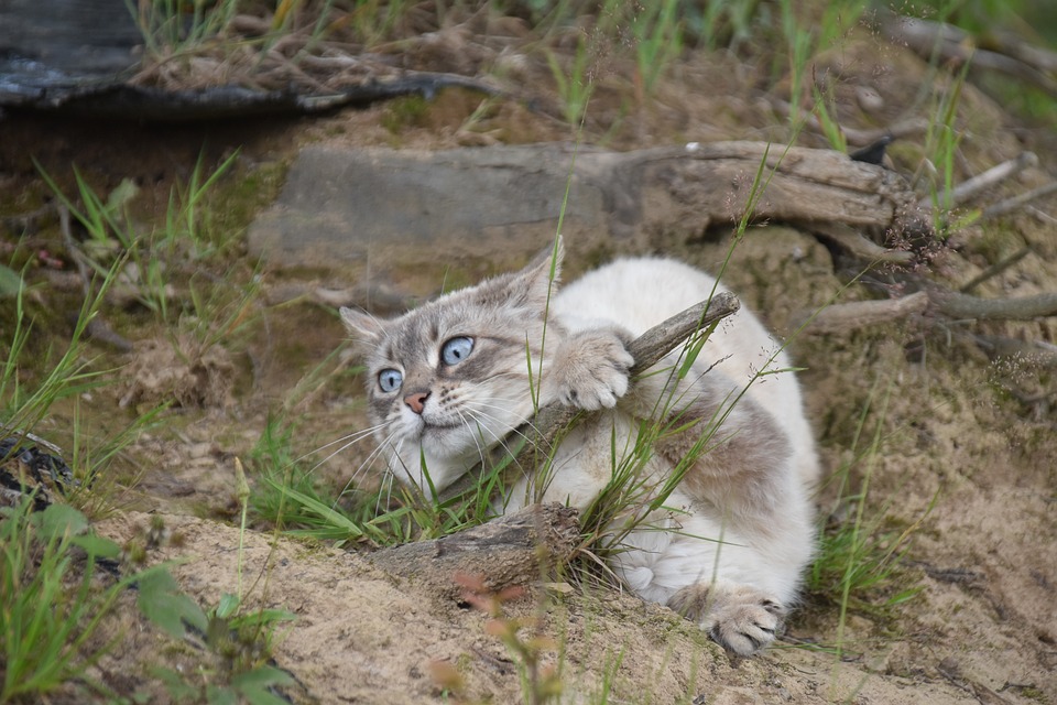 BaFin greift durch: Insolvenzantrag gegen Immobilien-Riesen