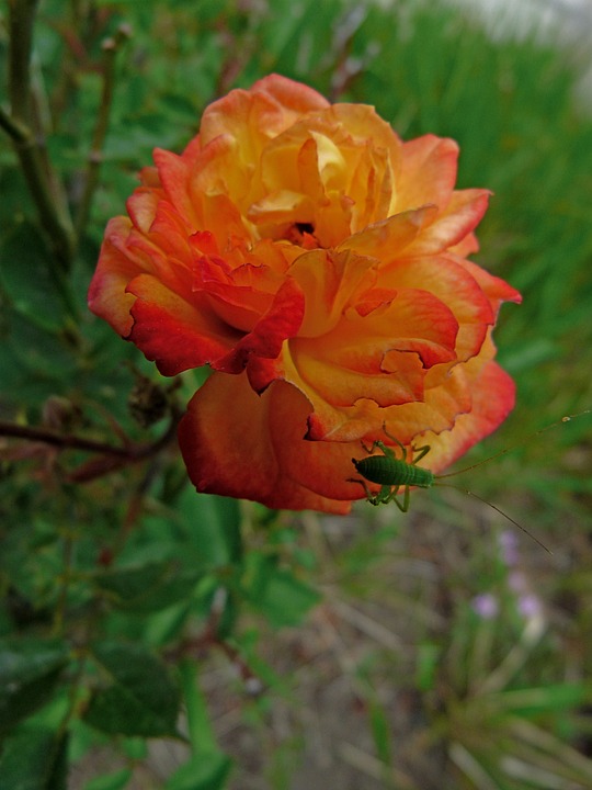 Bitcoin-Crash droht: Umfrage der Deutschen Bank prognostiziert Absturz