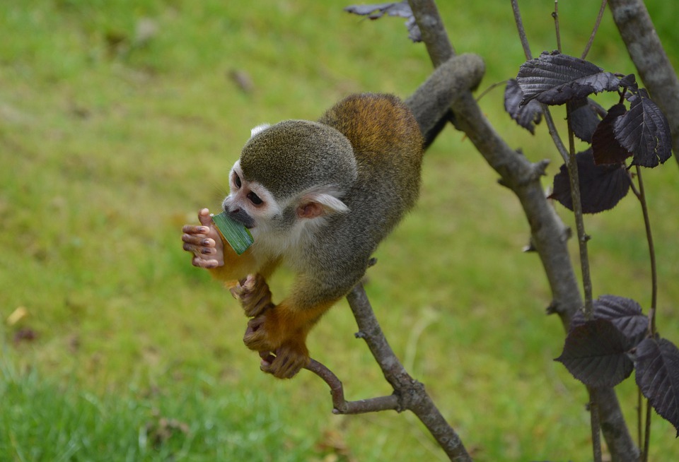 DAX klettert über 18.000 Punkte dank SAP-Ergebnissen