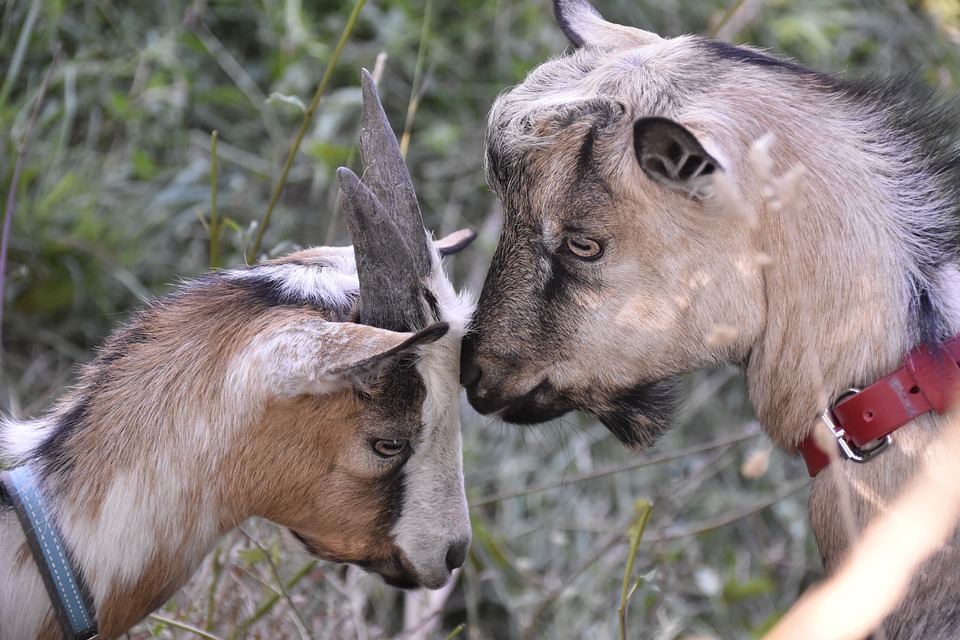 Deaktivieren Sie Adblocker: Inhalte richtig nutzen