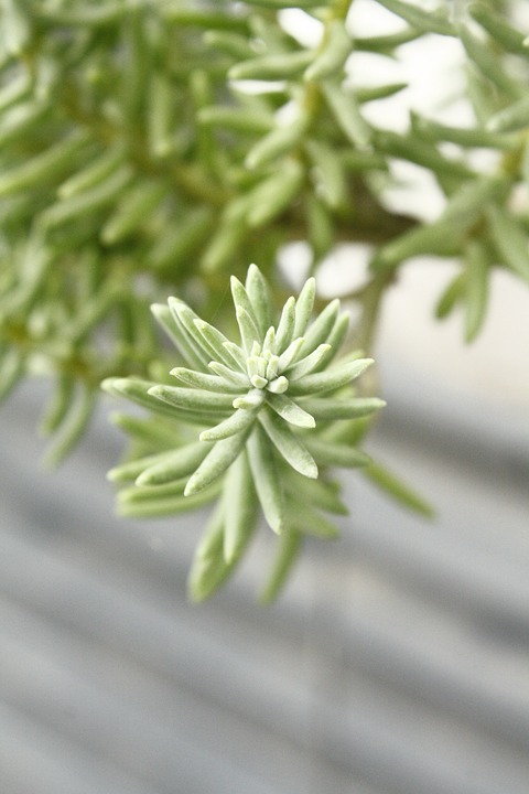 Dogeverse: Neuer Memecoin-Hype erobert die Krypto-Community