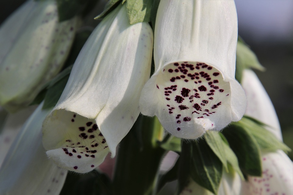 Finanzminister Brunner: Bundesschatz kehrt mit völliger Kostenfreiheit zurück