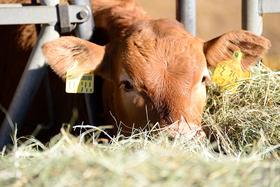 Fleischkonsum auf Rekordtief: Deutsche essen immer weniger Fleisch