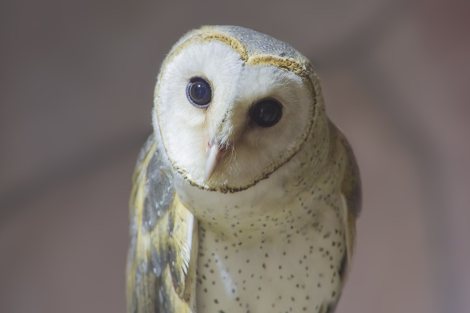Freie Demokraten setzen auf Wachstumskurs
