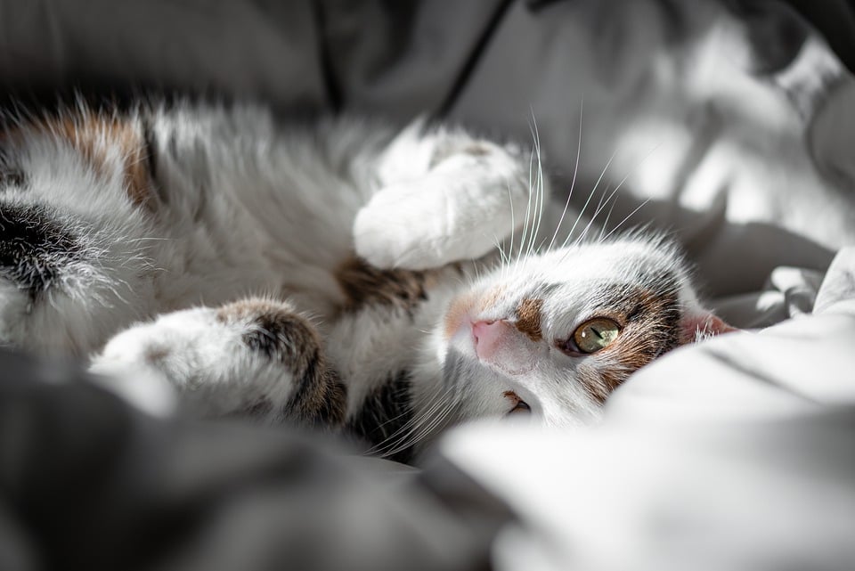 Kuscheln statt Krawall – FDP setzt auf neue Ampel-Strategie