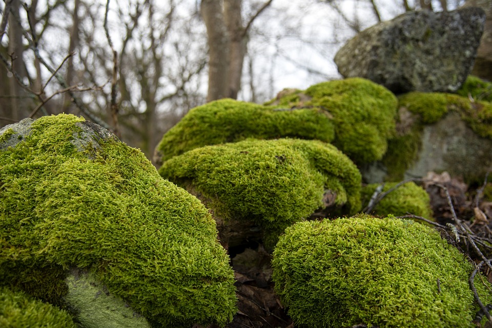 MicroStrategy verzeichnet niedrigsten Quartalsumsatz seit Covid-Pandemie