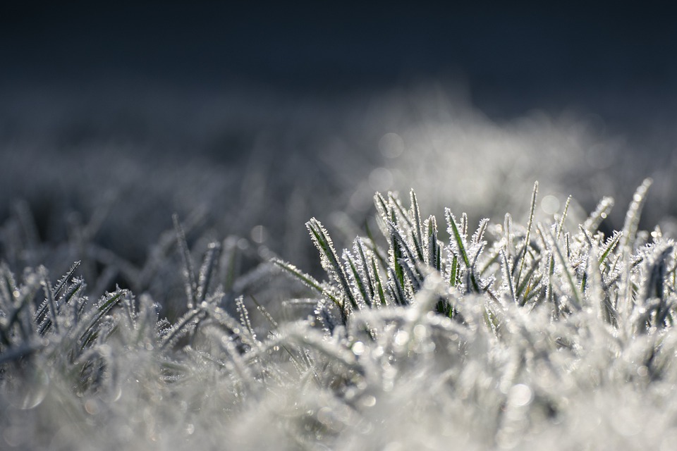 Millionenschaden durch Frost und Hagel in Wein- und Obstanbaugebieten