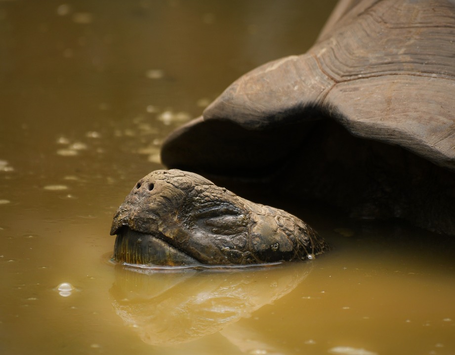 SMI schließt positiv: Anstieg um 0,59 Prozent