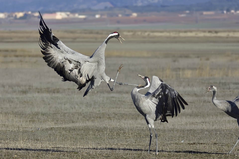 Sammelklage gegen DAZN: Verbraucherschützende kämpfen gegen Preiserhöhungen