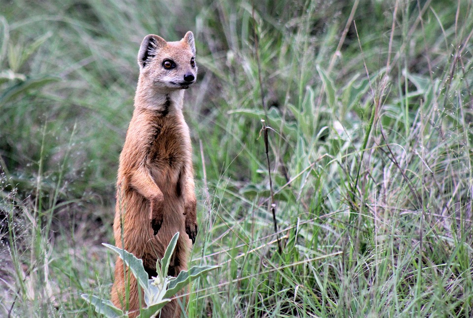 Sentry Enterprises bringt leuchtende OLED-Kreditkarte auf den Markt