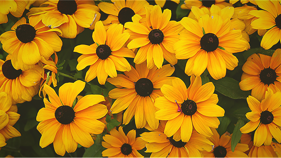 Solana Memecoins im Fokus: Potenzial für Investoren