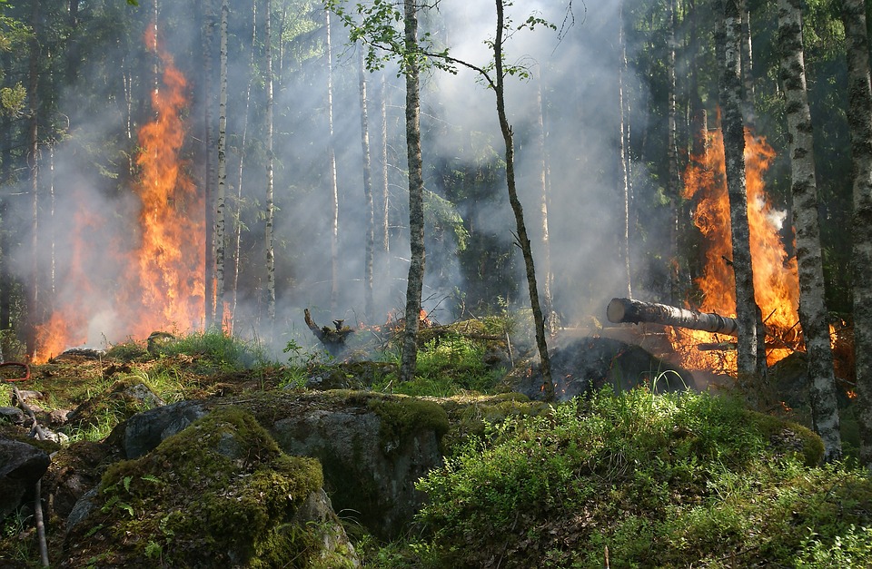 Waldbrände in Kalifornien: Aktuelle Lage und Sicherheitsmaßnahmen