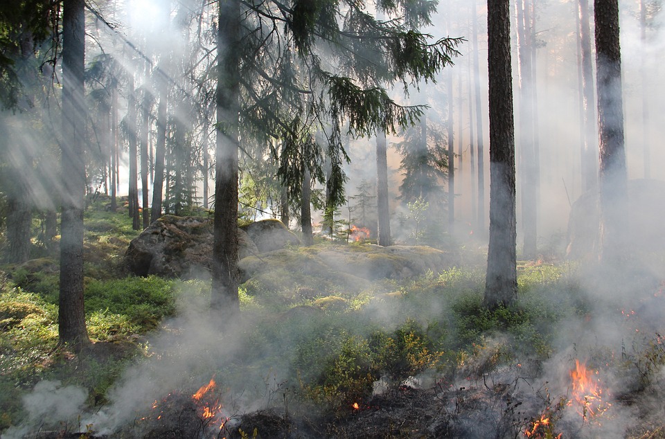 Waldbrände in Kalifornien: Bürger evakuiert, Feuerwehr kämpft gegen Flammen (85 Zeichen)